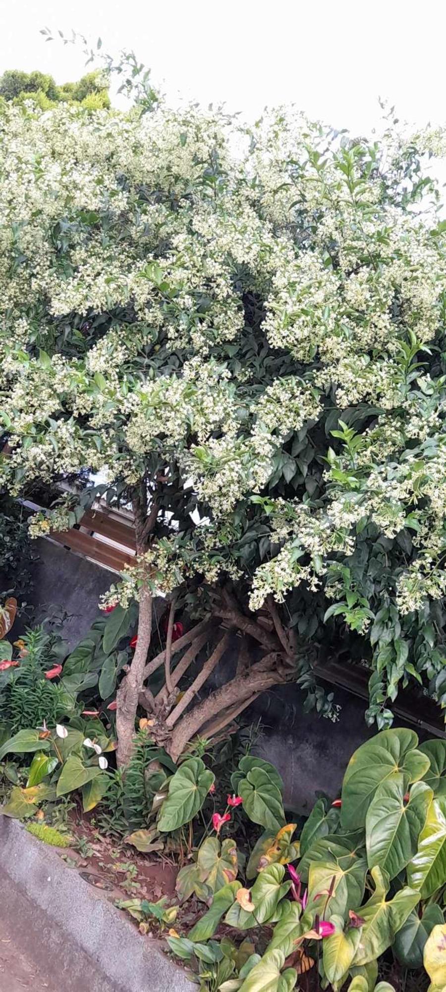 Villa Le Muguet Sauvage Le Tampon Exterior foto